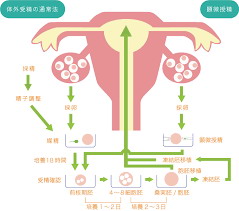 美国40岁供卵流程_在美国分娩的优势